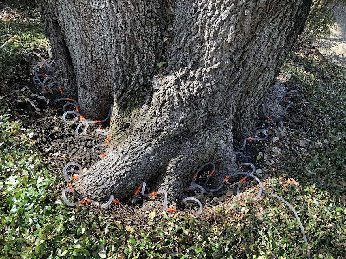 Detailed Tree Cabling and Bracing job site in Green Sea