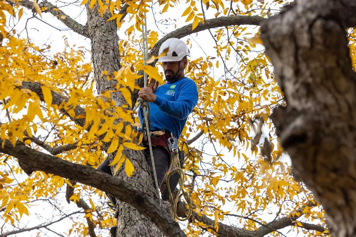 Skilled Tree Planing crew working in Green Sea